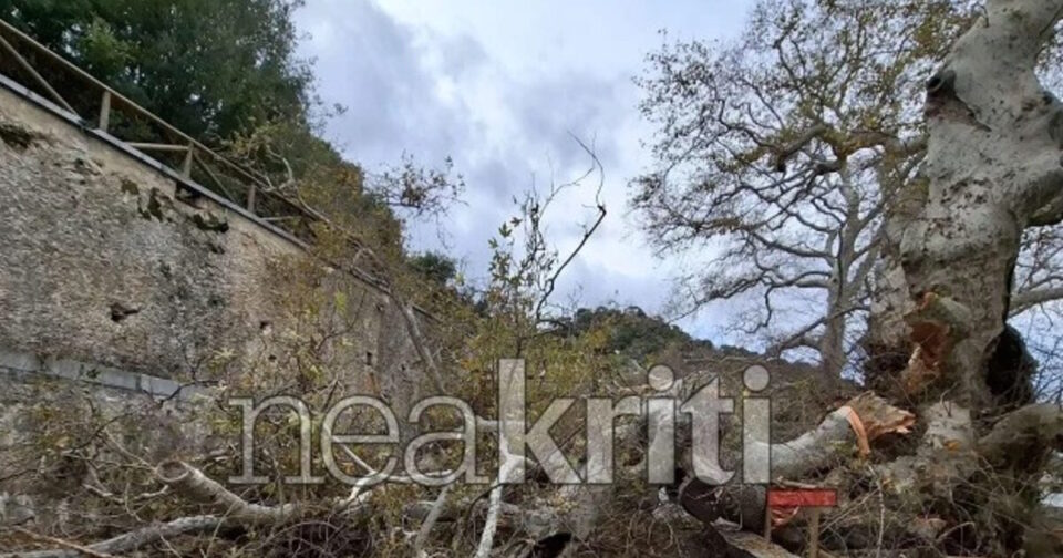 Ηράκλειο:-Μεγάλη-καταστροφή-στον-γηραιότερο-πλάτανο-της-Ευρώπης-–-Υπήρξε-πηγή-έμπνευσης-του-Καζαντζάκη