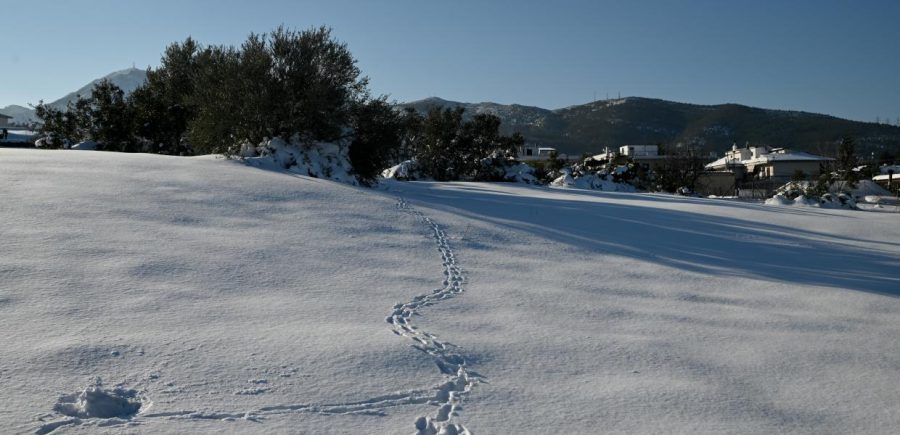 Ιφ.-Καμτσίδου-κατά-πρύτανη-ΑΠΘ:-Απεμπολήσατε-την-νομή-του-πανεπιστημίου-για-το-χιονοδρομικό-κέντρο-Περτουλίου