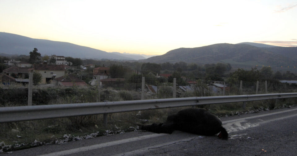 Μυτιλήνη:-Στη-ΜΕΘ-19χρονος-μετά-από-τροχαίο-με-αδέσποτα-άλογα