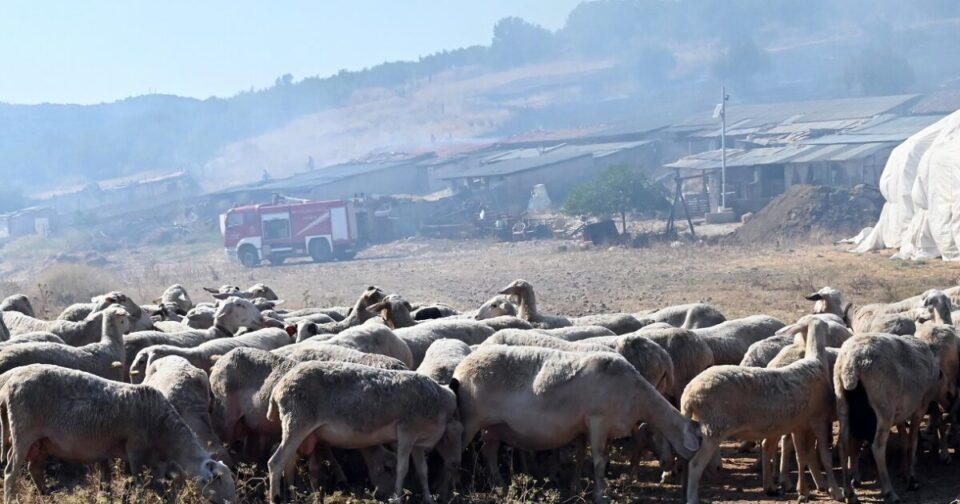 Ηράκλειο:-Απαγορεύεται-από-την-Τρίτη-η-σφαγή-αιγοπροβάτων-λόγω-κρουσμάτων-ευλογιάς